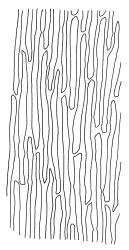 Campyliadelphus stellatus, mid laminal cells. Drawn from A.J. Fife 8570, CHR 464917.
 Image: R.C. Wagstaff © Landcare Research 2014 